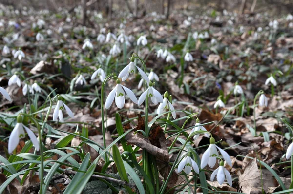 In het bos in het voorjaar bloeien sneeuwklokjes — Stockfoto
