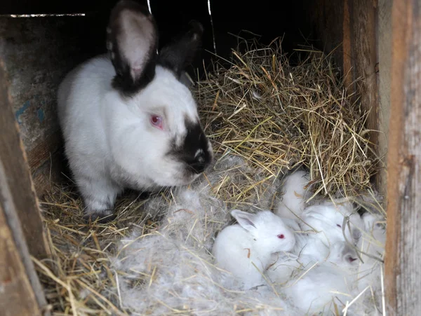 A ten-day breeding rabbit of the California breed maternity depa — Stock Photo, Image