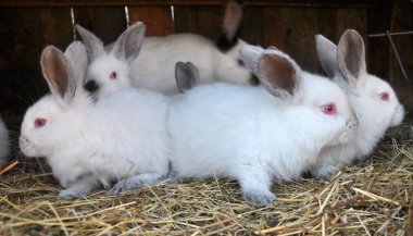  Kaliforniyalı doğurmak tavşan