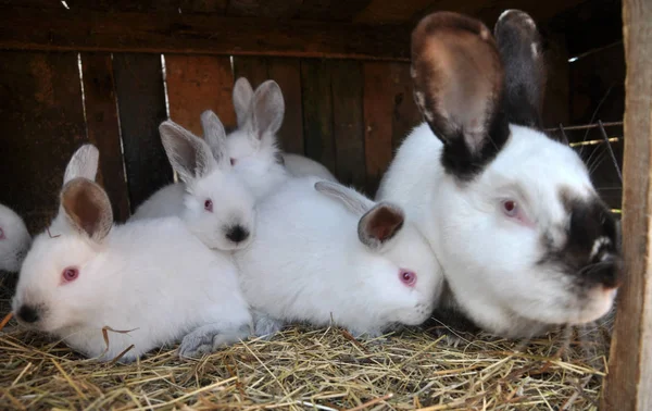 Californian breed rabbits — Stock Photo, Image