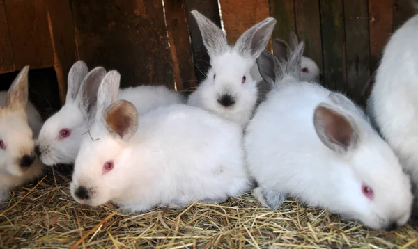 Kaliforniska ras kaniner — Stockfoto