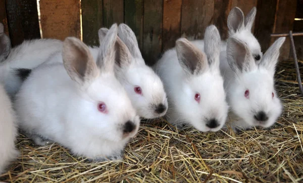 Kalifornische Rasse Kaninchen — Stockfoto