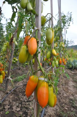 Domates ler açık alanda yetiştiriliyor