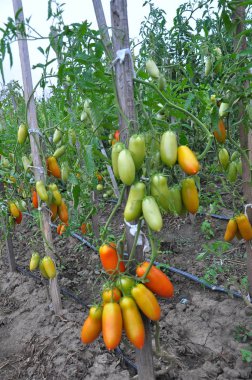Domates ler açık alanda yetiştiriliyor