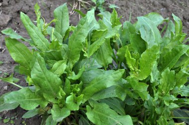 Açık arazide, bahçede kuş sürüsü yetişiyor..