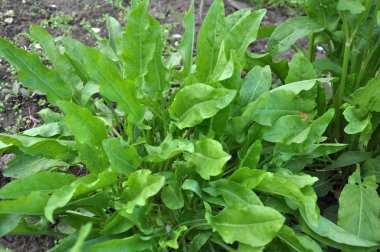 Açık arazide, bahçede kuş sürüsü yetişiyor..