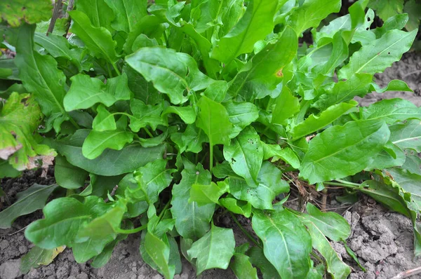 In the open ground in the garden grows sorrel. — Stock Photo, Image