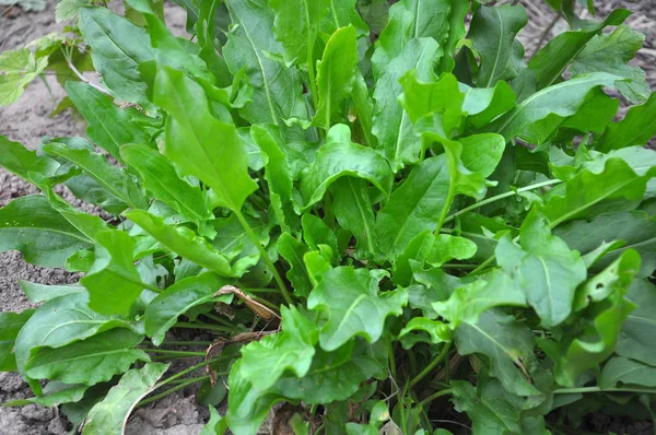 In the open ground in the garden grows sorrel. — Stock Photo, Image