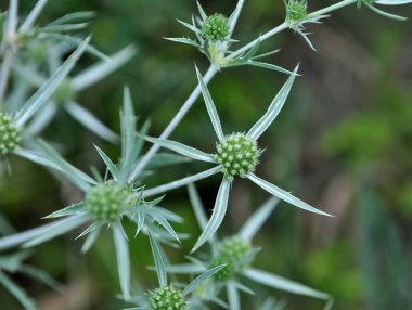 Doğada devedikeni Eryngium kampında yetişir.