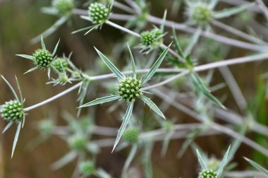 Doğada devedikeni Eryngium kampında yetişir.