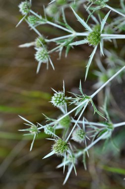 Doğada devedikeni Eryngium kampında yetişir.