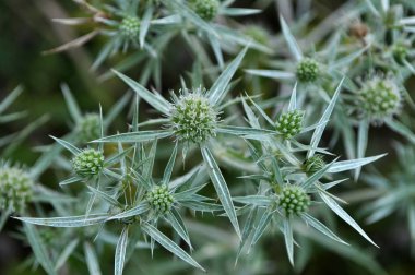 Doğada devedikeni Eryngium kampında yetişir.