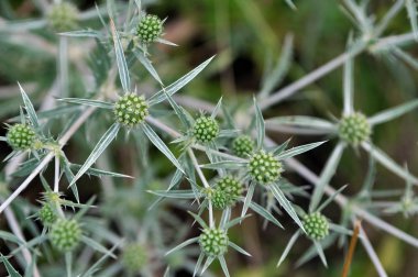 Doğada devedikeni Eryngium kampında yetişir.