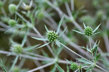 Vahşi doğada bir devedikeni yetişir Eryngium kampı