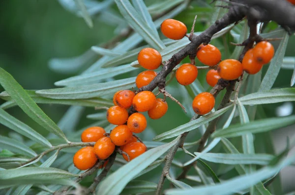 Branch of sea buckthorn with ripe berries — Stock Photo, Image