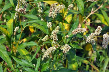 Ot Persicaria lapathifolia açık arazide yetişir.
