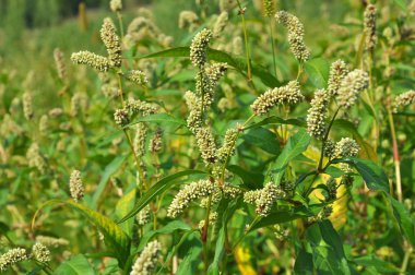 Ot Persicaria lapathifolia açık arazide yetişir.
