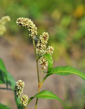 Ot Persicaria lapathifolia açık arazide yetişir.