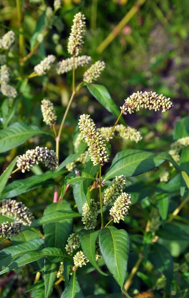 Stock image Weed Persicaria lapathifolia grows in the open ground