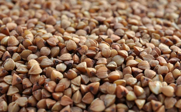 Fondo di grano saraceno secco . — Foto Stock