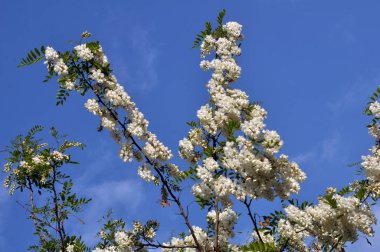 Beyaz akasya doğada çiçek açar.