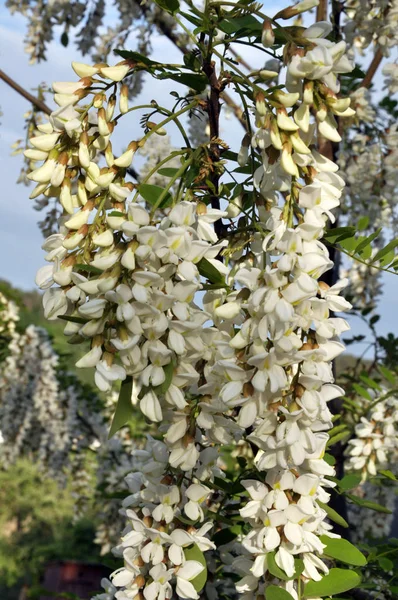 Witte acacia bloeit in de natuur — Stockfoto