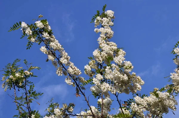 Vit akacia blommar i naturen — Stockfoto
