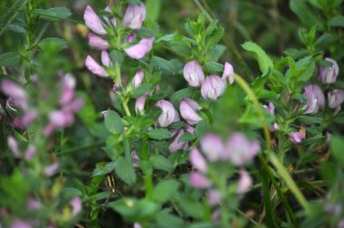 Doğada, Ononis arvensis çayırda çiçek açar.