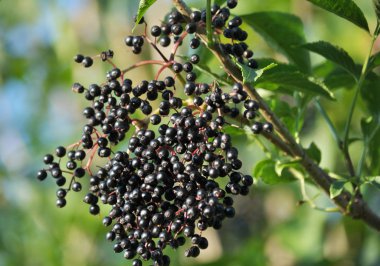 Olgun çilek ile elderberries Demet