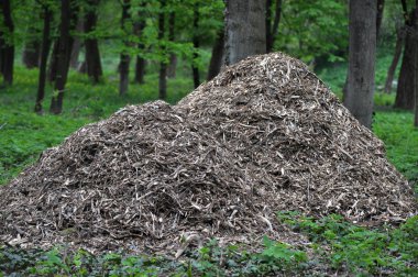 Ağaçlar ve çalılar rendelenmiş dalları