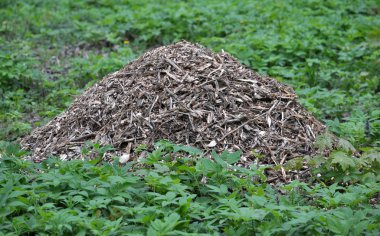 Ağaçlar ve çalılar rendelenmiş dalları