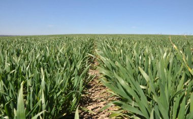 Kış buğday sowings