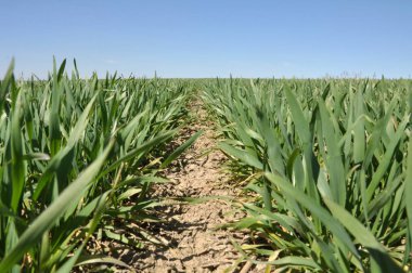 Kış buğday sowings