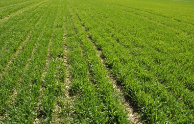 Kış buğday sowings