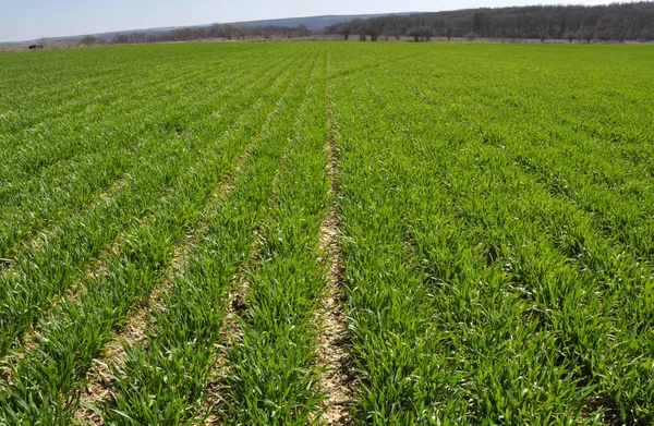 Sowings озимої пшениці — стокове фото