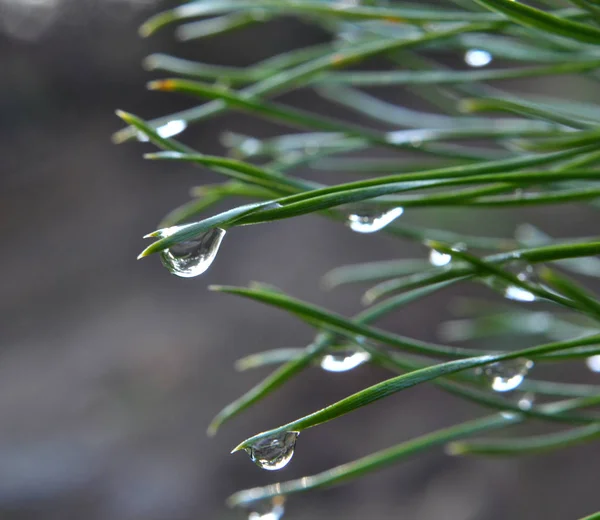 Gouttes de pluie sur les aiguilles de pin — Photo