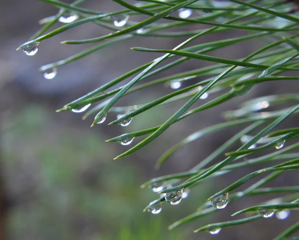 Gouttes de pluie sur les aiguilles de pin — Photo