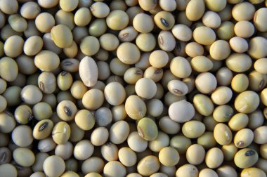 Soya fasulyesi yakın plan.