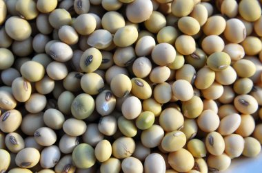 Soya fasulyesi yakın plan.