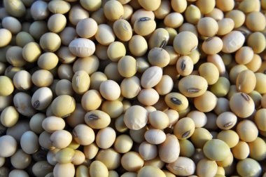 Soya fasulyesi yakın plan.