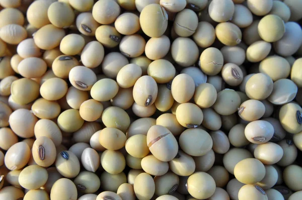 Closeup de grãos de soja — Fotografia de Stock