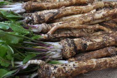 Taze, kazılmış yabanturpu