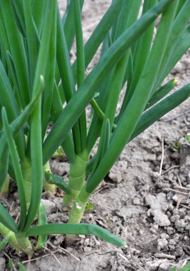 Bahçede ilkbahar taze soğan yetiştirir.