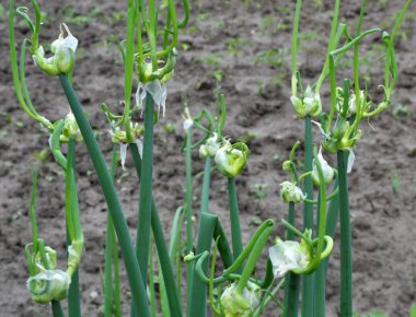 Bahçe çok katmanlı soğan yetiştiriyor.