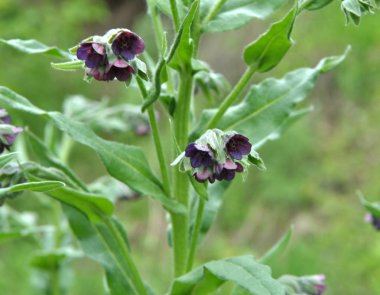 Vahşi doğada, nonea pulla çiçek açar.