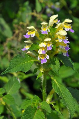 Bitkilerin arasında yaz mevsimi Isırgan otu filizleri Galeopsis speciosa