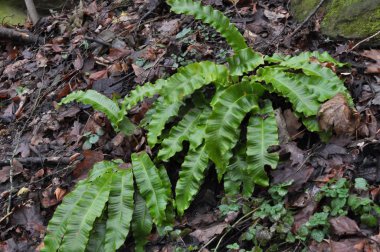 Vahşi doğada, eğreltiotu Asplenium scolopendrium yetişir