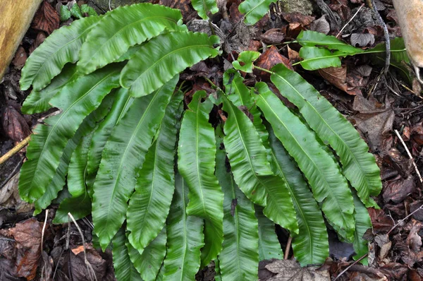 Na natureza, o samambaia Asplenium scolopendrium cresce — Fotografia de Stock