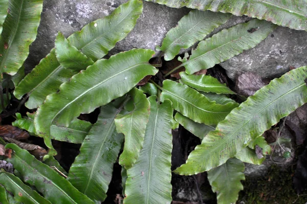 In the wild, fern Asplenium scolopendrium grows — стоковое фото