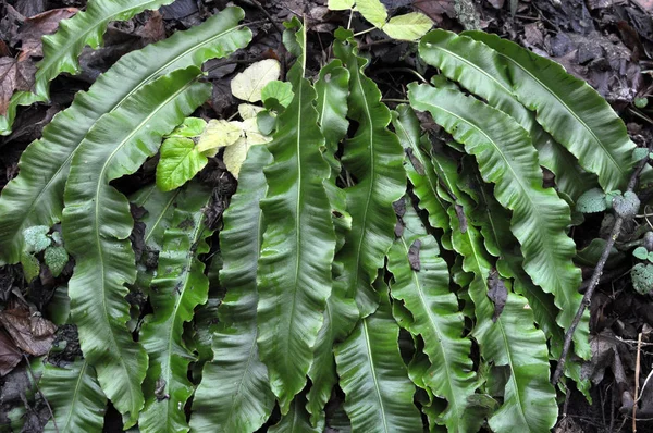 Di alam liar, fern Asplenium scolopendrium tumbuh — Stok Foto